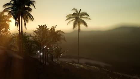 Blick-Auf-Die-Palmen-Im-Nebel